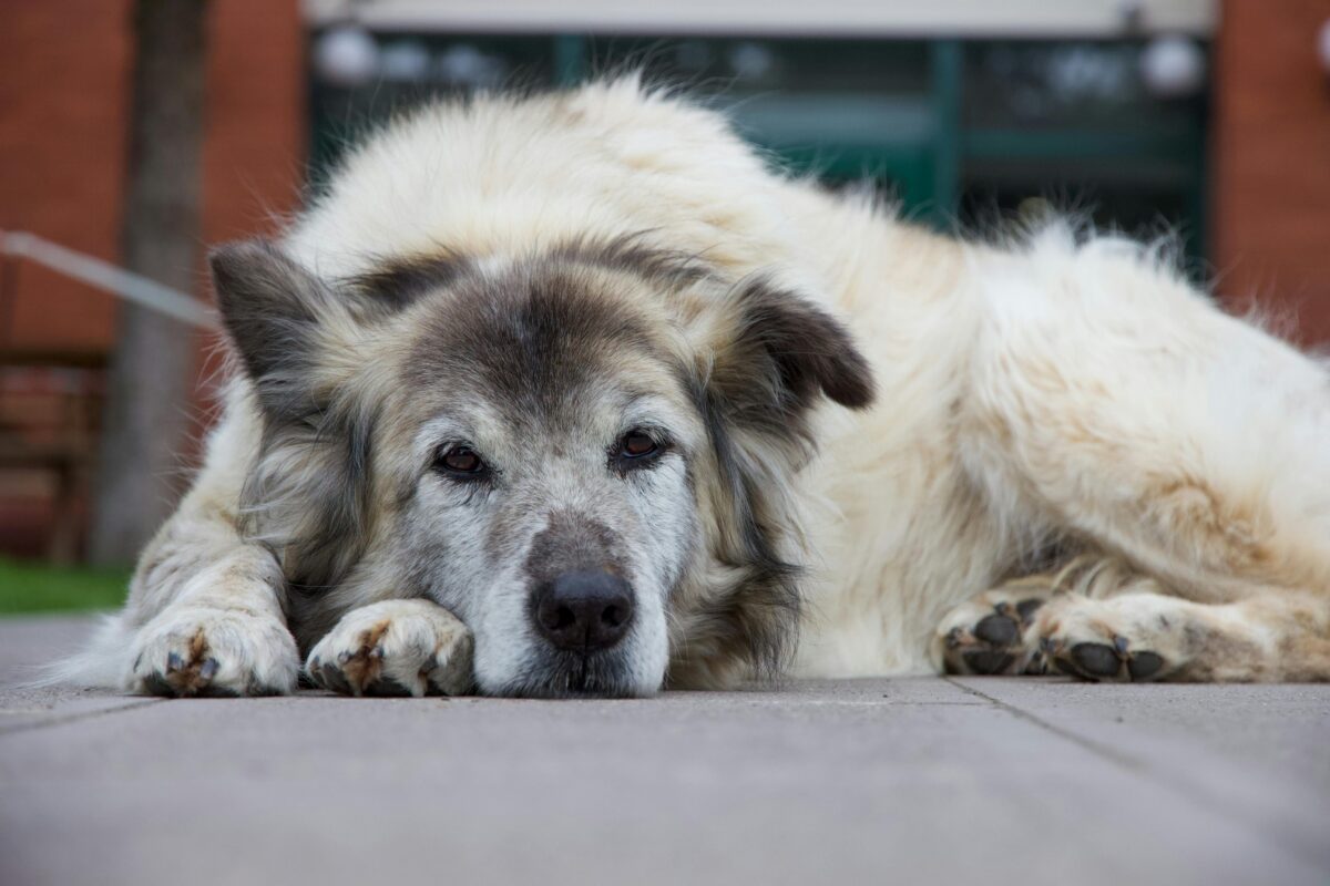 Calcium Oxalate Stones in Dogs