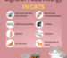 Allergies in Dogs & Cats