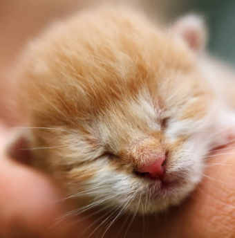 Bottle Feeding Puppies and Kittens