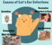 Ear infections in cats