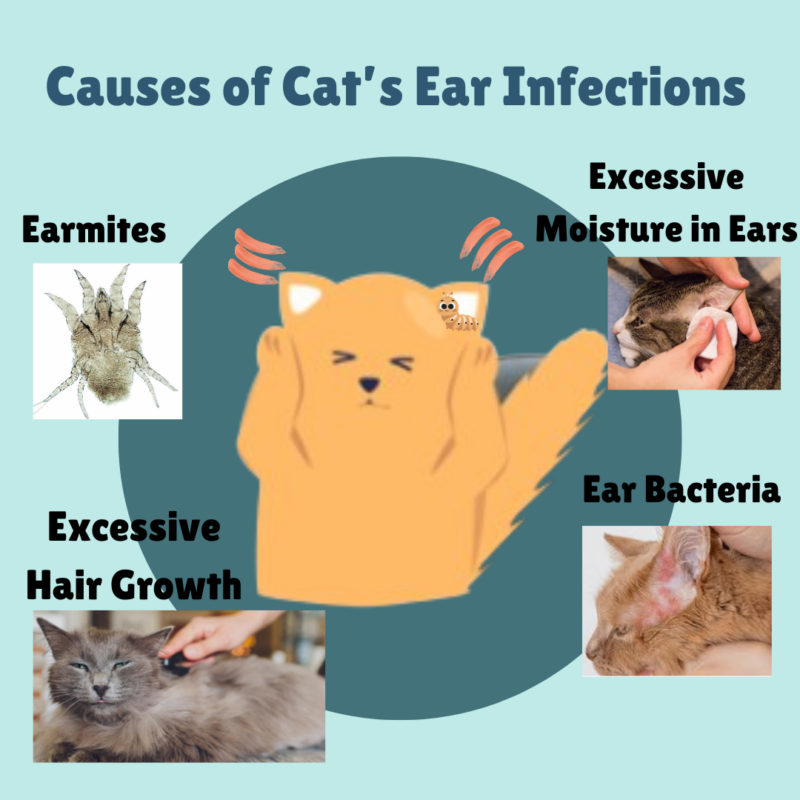 Ear infections in cats